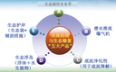 生态修复黑臭水体治理