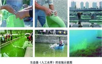 生态修复黑臭水体治理